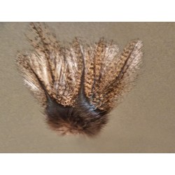 Aconchado - 12 feathers
