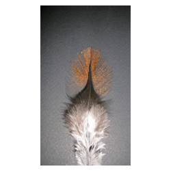 Encendido - 12 feathers