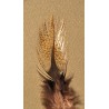 Flor de Escoba - 12 plumes